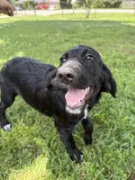 Rainbow, a female Cane Corso and Goldendoodle for sale in Manchester, TN – 3 of 10