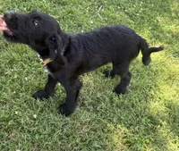 Rustina, a female Cane Corso and Goldendoodle for sale in Manchester, TN – 10 of 10