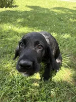 Ziggy, a male Cane Corso and Goldendoodle for sale in Manchester, TN – 8 of 10