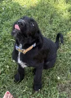 Rustina, a female Cane Corso and Goldendoodle for sale in Manchester, TN – 2 of 10