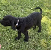 Rustina, a female Cane Corso and Goldendoodle for sale in Manchester, TN – 6 of 10