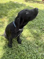 Ziggy, a male Cane Corso and Goldendoodle for sale in Manchester, TN – 3 of 10
