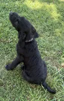 Rustina, a female Cane Corso and Goldendoodle for sale in Manchester, TN – 5 of 10