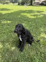 Rainbow, a female Cane Corso and Goldendoodle for sale in Manchester, TN – 9 of 10