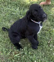 Rustina, a female Cane Corso and Goldendoodle for sale in Manchester, TN – 7 of 10
