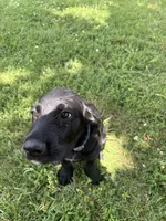 Ziggy, a male Cane Corso and Goldendoodle for sale in Manchester, TN – 9 of 10