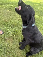 Ziggy, a male Cane Corso and Goldendoodle for sale in Manchester, TN – 2 of 10