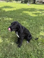 Rainbow, a female Cane Corso and Goldendoodle for sale in Manchester, TN – 10 of 10