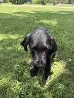 Ziggy, a male Cane Corso and Goldendoodle for sale in Manchester, TN – 6 of 10
