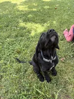 Ziggy, a male Cane Corso and Goldendoodle for sale in Manchester, TN – 10 of 10