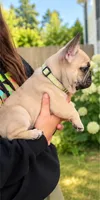 Green Boy, a male French Bulldog for sale in Spanaway, WA – 3 of 3