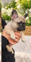 Gray Boy, a male French Bulldog for sale in Spanaway, WA – 3 of 3
