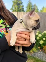 Yello Girl , a female French Bulldog for sale in Spanaway, WA – 2 of 2