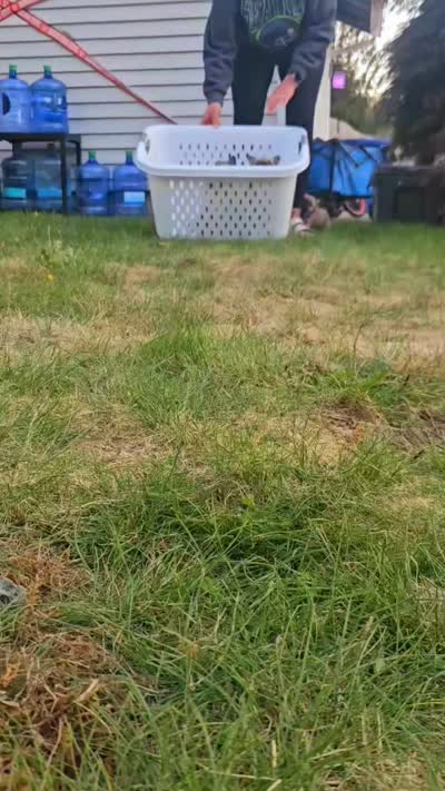 Lola Parker Frenchie's , a female French Bulldog for sale in Spanaway, WA – 3 of 3