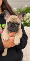Gray Boy, a male French Bulldog for sale in Spanaway, WA – 2 of 3