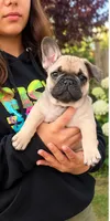 Green Boy, a male French Bulldog for sale in Spanaway, WA – 2 of 3