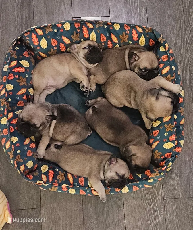 Lola Parker Frenchie's  – French Bulldog puppy for sale in Spanaway, WA