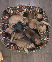 Lola Parker Frenchie's , a male French Bulldog for sale in Spanaway, WA – 1 of 3