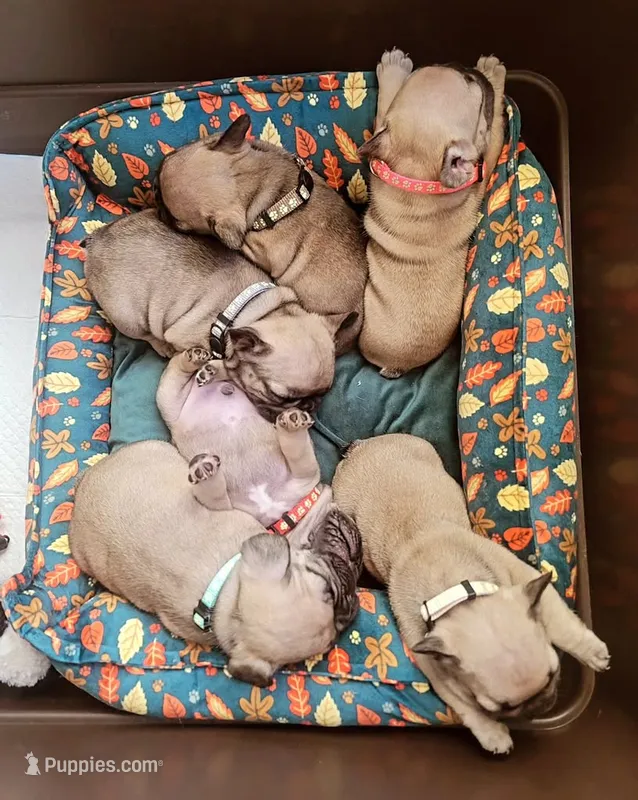 Lola Parker Frenchie's  – French Bulldog puppy for sale in Spanaway, WA
