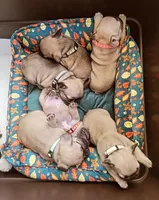 Lola Parker Frenchie's , a female French Bulldog for sale in Spanaway, WA – 1 of 3