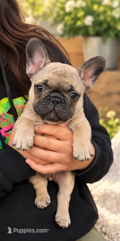 Gray Boy – French Bulldog puppy for sale in Spanaway, WA