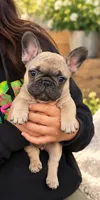 Gray Boy, a male French Bulldog for sale in Spanaway, WA – 1 of 3