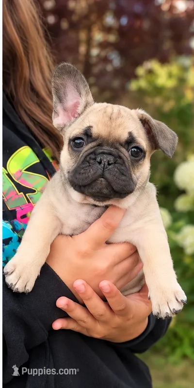 Green Boy – French Bulldog puppy for sale in Spanaway, WA
