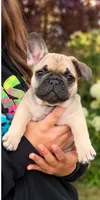 Green Boy, a male French Bulldog for sale in Spanaway, WA – 1 of 3