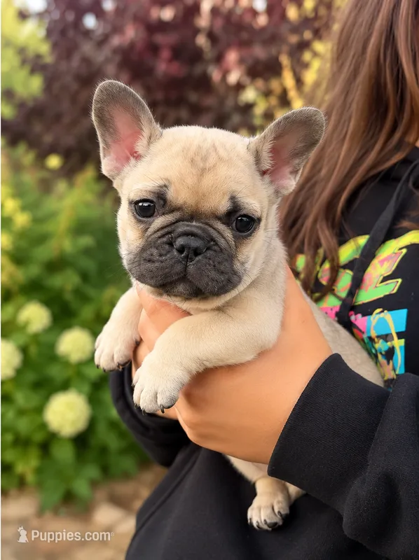 Yello Girl  – French Bulldog puppy for sale in Spanaway, WA