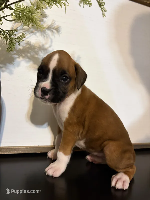 Ruby – Boxer puppy for sale in Washington, IN
