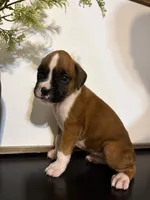 Ruby, a female Boxer for sale in Washington, IN – 1 of 5