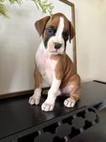 Rocky, a male Boxer for sale in Washington, IN – 2 of 5