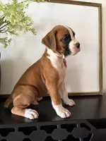 Rocky, a male Boxer for sale in Washington, IN – 4 of 5