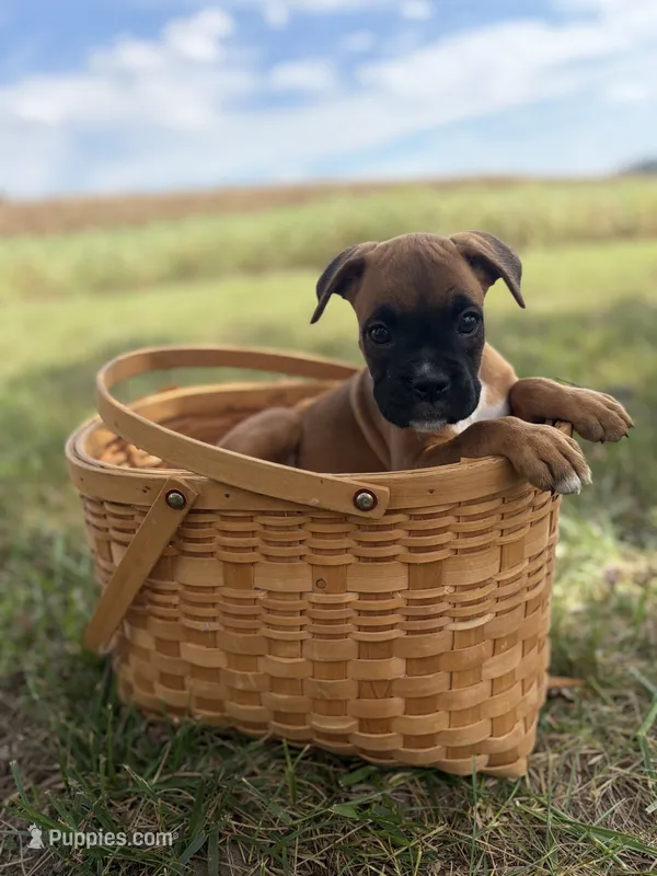 Tilly – Boxer puppy for sale in Washington, IN