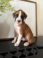 Rocky, a male Boxer for sale in Washington, IN – 5 of 5