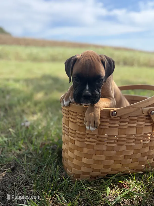 Toby – Boxer puppy for sale in Washington, IN