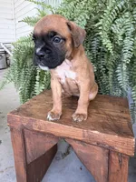 Tilly, a female Boxer for sale in Washington, IN – 2 of 8