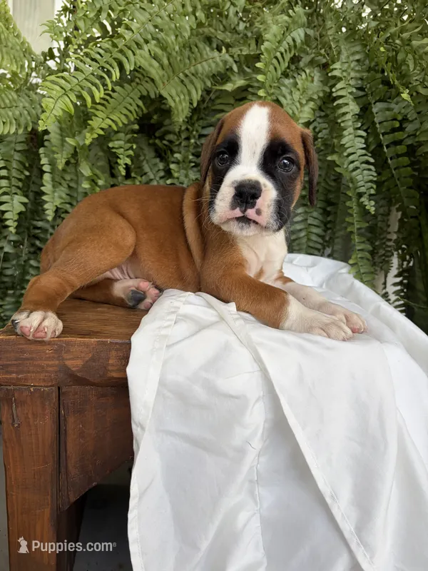 Tank – Boxer puppy for sale in Washington, IN