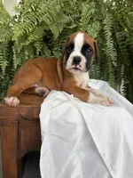 Tank, a male Boxer for sale in Washington, IN – 1 of 7