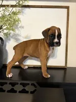 Reni, a female Boxer for sale in Washington, IN – 2 of 6