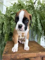 Tank, a male Boxer for sale in Washington, IN – 3 of 7