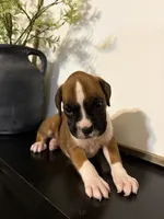 Ruby, a female Boxer for sale in Washington, IN – 5 of 5