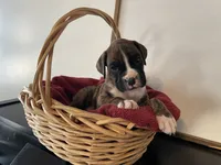 processed/f50244ef-4d01-44dc-9322-e127aaa53217/listing/22836377-d8f6-473e-91fb-2ce8aa2a7bc4/965696dd-eb18-4838-a09d-e4da2ba185dd