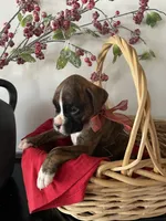 processed/f50244ef-4d01-44dc-9322-e127aaa53217/listing/22836377-d8f6-473e-91fb-2ce8aa2a7bc4/bab084cb-9953-4036-a446-76f1ae87c7e5