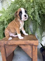 Tommy, a male Boxer for sale in Washington, IN – 4 of 6