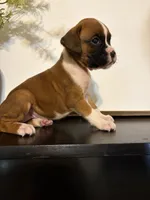 Ruby, a female Boxer for sale in Washington, IN – 3 of 5