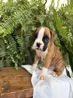 Tommy, a male Boxer for sale in Washington, IN – 3 of 6