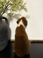 Ruby, a female Boxer for sale in Washington, IN – 4 of 5