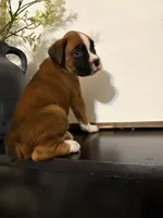 Riley, a female Boxer for sale in Washington, IN – 2 of 5