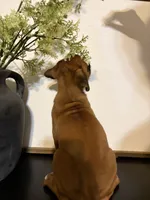 Cove, a female Boxer for sale in Washington, IN – 5 of 5